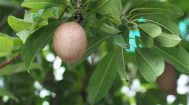 Erkek elinin organik Sapodilla meyvelerine dokunuşu açık havada yetişiyor.