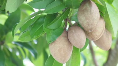 Erkek elinin organik Sapodilla meyvelerine dokunuşu açık havada yetişiyor.