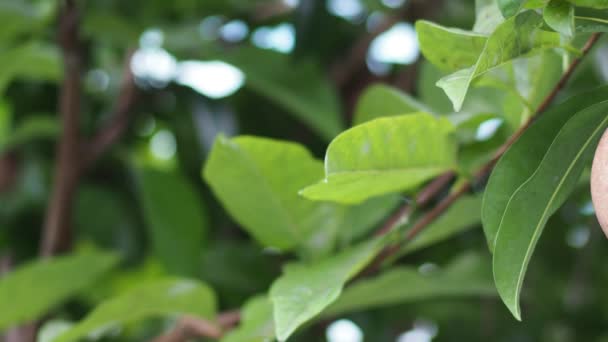 Close Organic Sapodilla Fruits Growing Outdoor — Stock Video