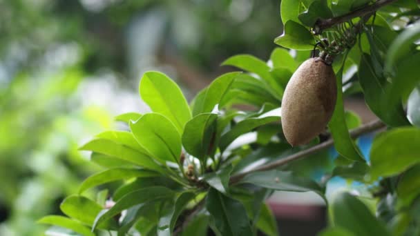 Primer Plano Mano Masculina Tocando Orgánica Sapodilla Frutas Creciendo Aire — Vídeos de Stock