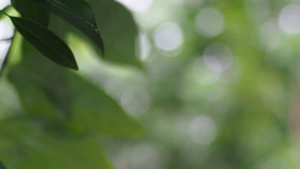有機サポディラの終わり屋外で成長する果物 — ストック動画