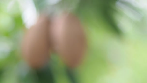 Primer Plano Sapodilla Orgánica Frutas Que Crecen Aire Libre — Vídeo de stock