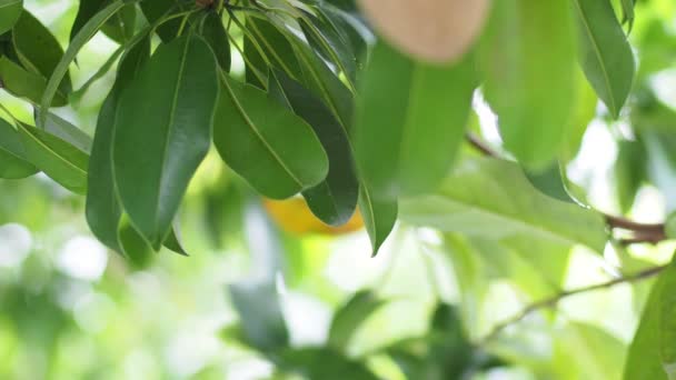 Nahaufnahme Von Organischen Sapodilla Früchten Die Freien Wachsen — Stockvideo