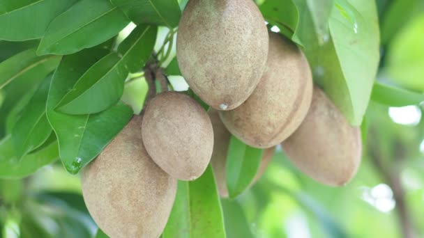 Close Organic Sapodilla Fruits Growing Outdoor — Stock Video