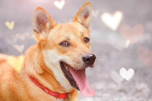 Cão Com Corações Forma Sinal Fundo — Fotografia de Stock