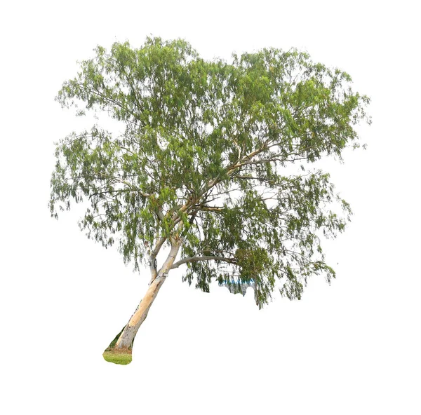 Eucalyptus Gekleurde Achtergrond Met Clippad — Stockfoto