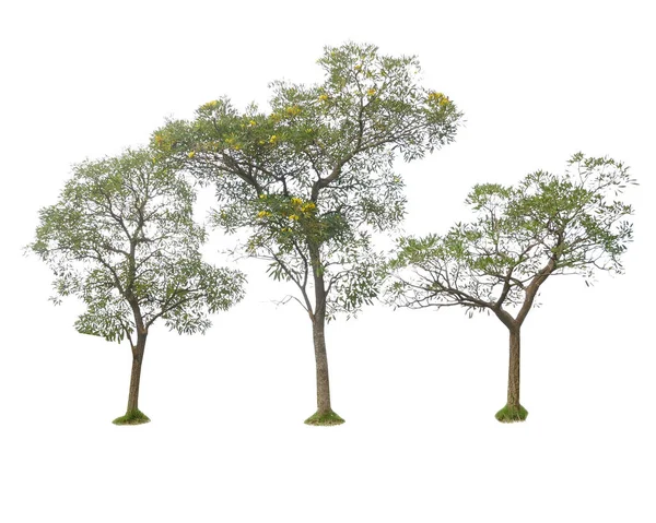 Beyaz Arka Plan Üzerinde Izole Yeşil Ağaçlar — Stok fotoğraf