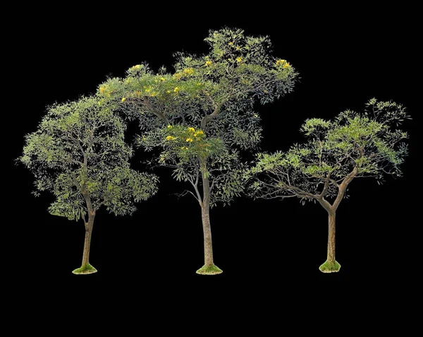 Zielone Drzewa Odizolowane Czarnym Tle — Zdjęcie stockowe