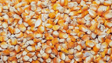 Hayvan yemi için mısır tanelerinin yakın plan fotoğrafı