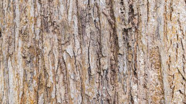 Tectona grandis ağacının kabuk desenli soyut arkaplan. Bir projede arkaplan olarak kullanılacak.
