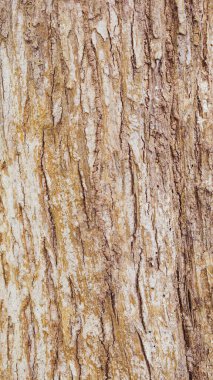 Tectona grandis ağacının kabuk desenli soyut arkaplan. Bir projede arkaplan olarak kullanılacak.