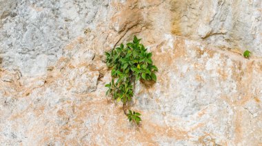 Kayalık kayalıklarda büyüyen ağaçlar. Kuraklığa dayanıklı ağaçlar kayalık kayalıklarda yetişir. ağaç adaptasyon kavramı