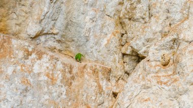 Kayalık kayalıklarda büyüyen ağaçlar. Kuraklığa dayanıklı ağaçlar kayalık kayalıklarda yetişir. ağaç adaptasyon kavramı