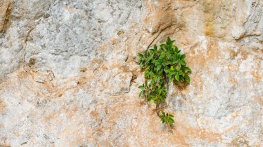 Kayalık kayalıklarda büyüyen ağaçlar. Kuraklığa dayanıklı ağaçlar kayalık kayalıklarda yetişir. ağaç adaptasyon kavramı