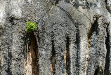 Kayalık kayalıklarda büyüyen ağaçlar. Kuraklığa dayanıklı ağaçlar kayalık kayalıklarda yetişir. ağaç adaptasyon kavramı