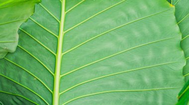 Doğada yaprak deseni olan bir doğa arkaplanı. arkaplan resmi kavramı