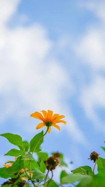 Imagen Fondo Flores Amarillas Cielo Verano Para Espacio Copia —  Fotos de Stock