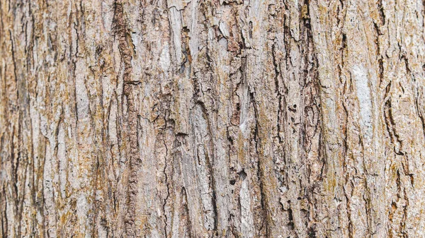Abstract Background Bark Pattern Tectona Grandis Tree Used Background Project — Stockfoto