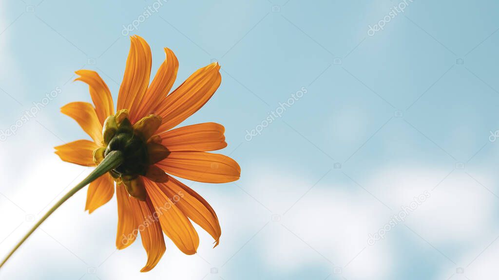 Background image. Yellow flowers and summer sky. for copy space