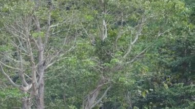 Gözlük Lemur (DUSKY LANGUR veya SPECTACLED LANGUR) OVERViEW... Davranış, Varoluş... Diyet ve Habitat. Gündüzleri yaşıyorlar. Doğada yaşayan ağaçlar.