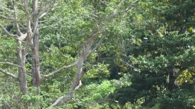 Gözlük Lemur (DUSKY LANGUR veya SPECTACLED LANGUR) OVERViEW... Davranış, Varoluş... Diyet ve Habitat. Gündüzleri yaşıyorlar. Doğada yaşayan ağaçlar.