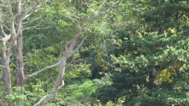 Gözlük Lemur (DUSKY LANGUR veya SPECTACLED LANGUR) OVERViEW... Davranış, Varoluş... Diyet ve Habitat. Gündüzleri yaşıyorlar. Doğada yaşayan ağaçlar.
