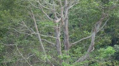 Gözlük Lemur (DUSKY LANGUR veya SPECTACLED LANGUR) OVERViEW... Davranış, Varoluş... Diyet ve Habitat. Gündüzleri yaşıyorlar. Doğada yaşayan ağaçlar.