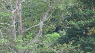 Gözlük Lemur (DUSKY LANGUR veya SPECTACLED LANGUR) OVERViEW... Davranış, Varoluş... Diyet ve Habitat. Gündüzleri yaşıyorlar. Doğada yaşayan ağaçlar.