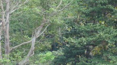 Gözlük Lemur (DUSKY LANGUR veya SPECTACLED LANGUR) OVERViEW... Davranış, Varoluş... Diyet ve Habitat. Gündüzleri yaşıyorlar. Doğada yaşayan ağaçlar.
