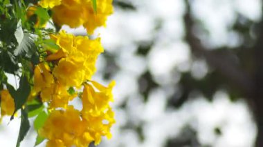 Bahçedeki güzel çiçekler doğa arka planında