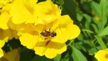 Bahçedeki güzel çiçekler doğa arka planında