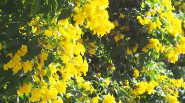 Bahçedeki güzel çiçekler doğa arka planında