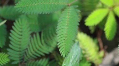 Ormanda yeşil yapraklar doğanın arka planında