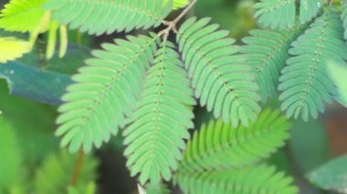 Ormanda yeşil yapraklar doğanın arka planında