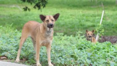 cute two dogs  in the park at summer