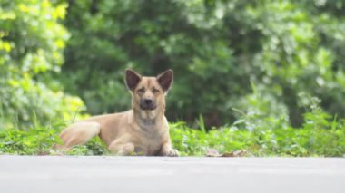 cute dog lying in the park at summer