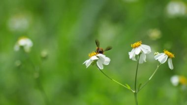 beautiful flowers and bee in the garden on nature background
