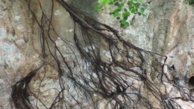 Trees growing on the rocky cliffs  on nature background