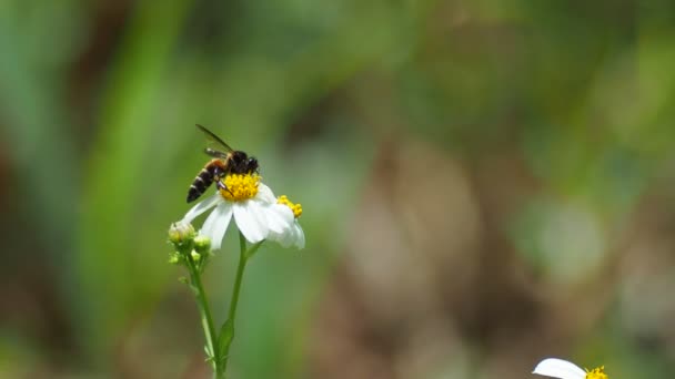 Beautiful Daisies Flowers Bee Garden — Vídeos de Stock