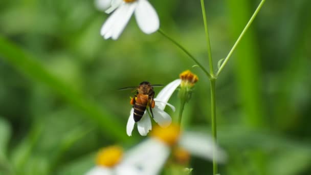 Beautiful Daisies Flowers Bee Garden — Vídeos de Stock