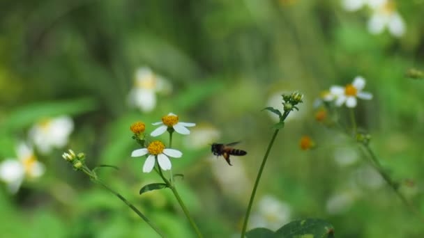 Beautiful Flowers Bee Garden Nature Background — Vídeos de Stock