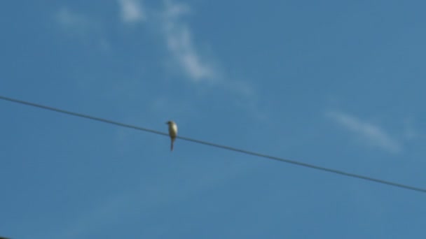 Bird Wire Blue Sky Background — Wideo stockowe