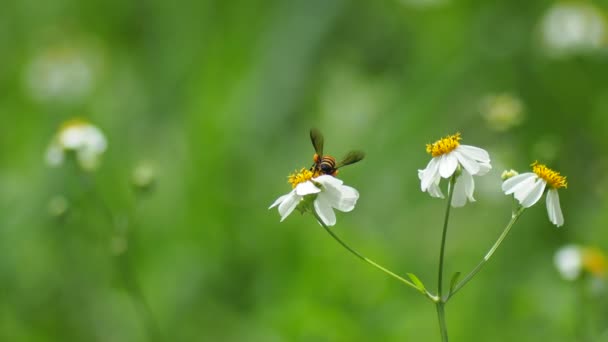 Beautiful Flowers Bee Garden Nature Background — стоковое видео