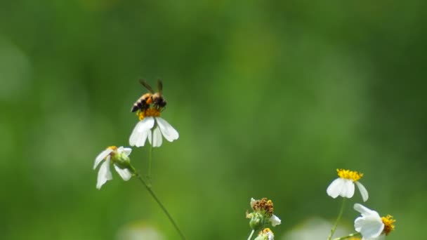 Beautiful Flowers Bee Garden Nature Background — Vídeos de Stock