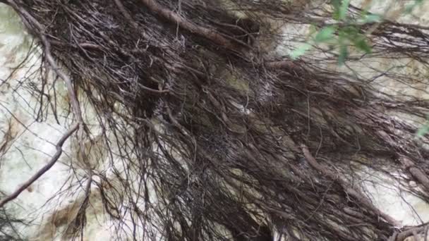 Дерева Ростуть Скелястих Скелях Фоні Природи — стокове відео