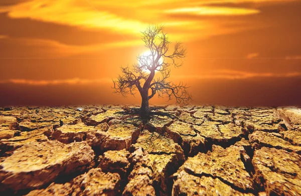 Concepto Calentamiento Global Cambio Ambiental Árboles Muertos Zonas Sequía — Foto de Stock