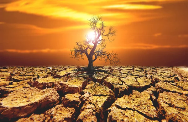 Concept Global Warming Environmental Change Dead Trees Drought Areas — Photo