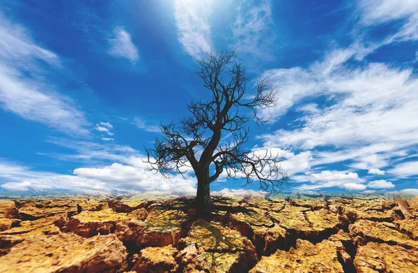 Concept Global Warming Environmental Change Dead Trees Drought Areas — Stock Photo, Image