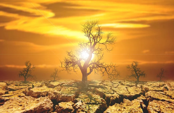 Concept Global Warming Environmental Change Dead Trees Drought Areas — Foto Stock