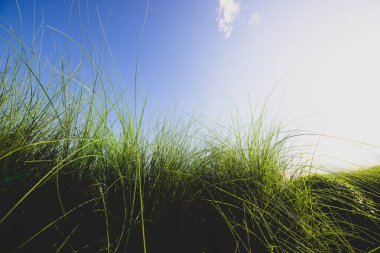 yeşil çimenler doğa arka planında